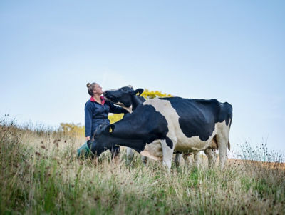 Farmer with cow and bucket